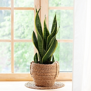 Snake Plant Laurentii